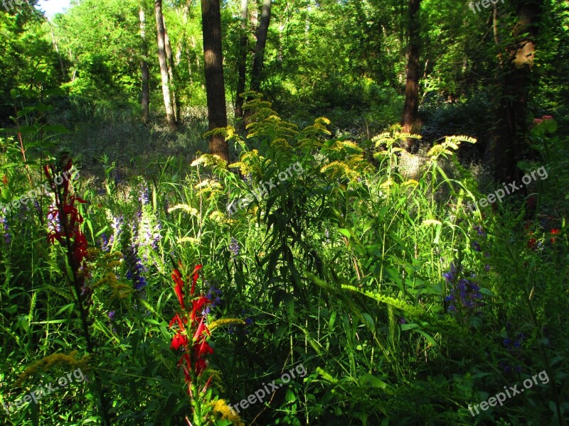 Contrast Color Flowers Tall Grass Colorful