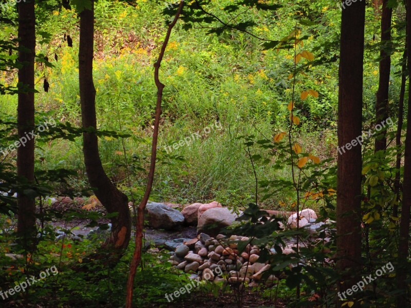 Rocks Yellow Light Forest Tall Grass Trees