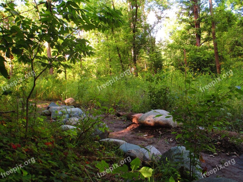 Path Mud Forest Day Sun