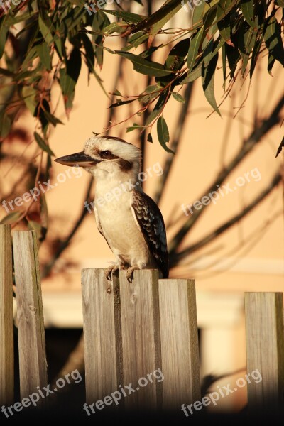 Kookaburra Australian Fence Bird Nature