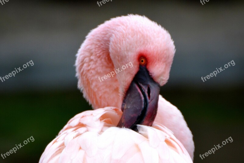 Flamingo Pink Animal Bird Free Photos