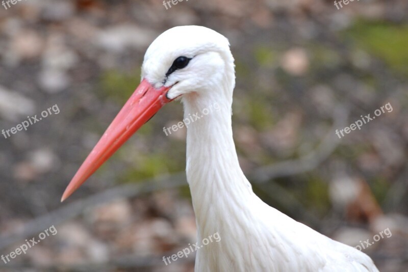 Stork Animal Bird Beak Free Photos