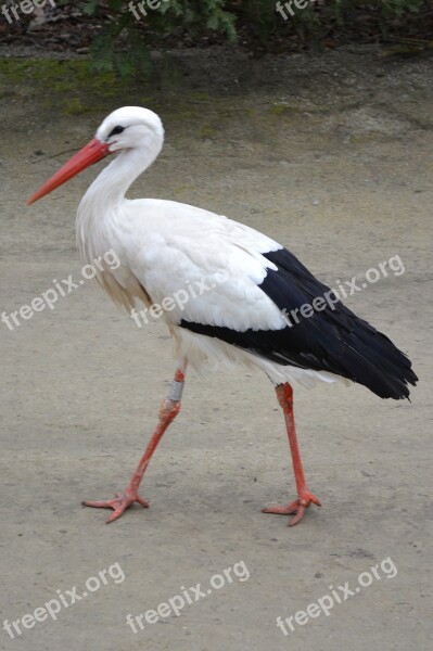 Stork Animal Bird Free Photos