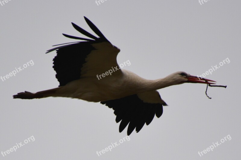 Stork Animal Bird Fly Free Photos