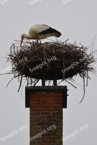 Stork Animal Bird Nest Free Photos