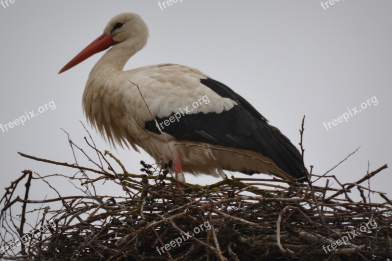 Stork Animal Bird Nest Free Photos