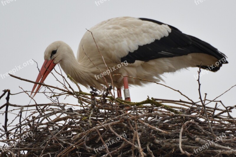 Stork Animal Bird Nest Free Photos