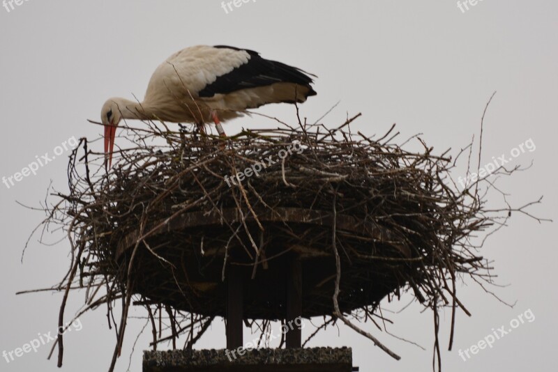 Stork Animal Bird Nest Free Photos