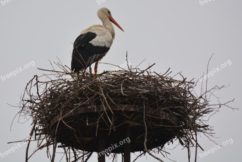 Stork Animal Bird Nest Free Photos