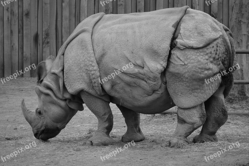 Rhino Animal Rhinoceros Mammal Free Photos