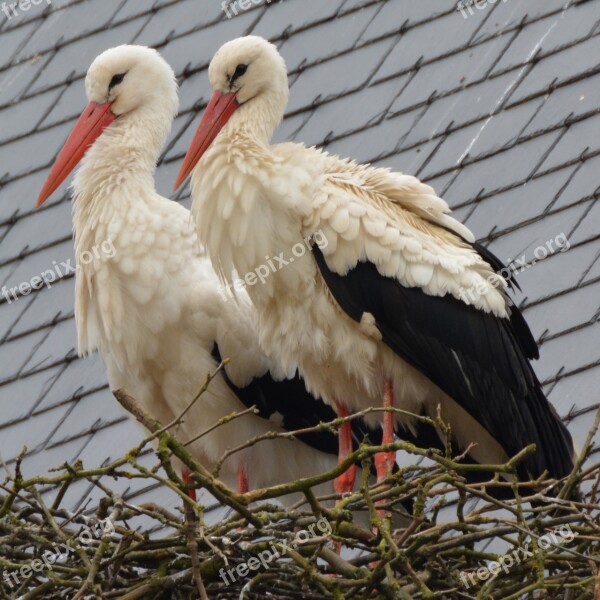 Stork Animal Bird Free Photos