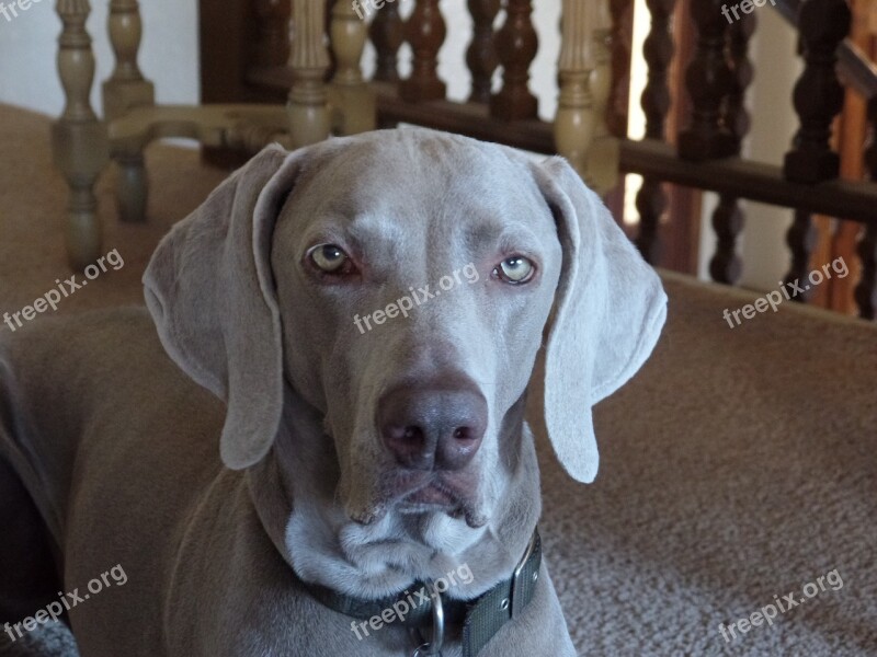 Dog Weimaraner Grey Domestic Canine