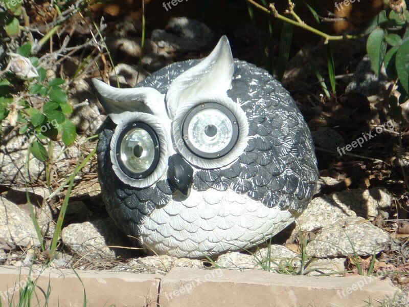 Owl Big Eyes Bird Animal Nature