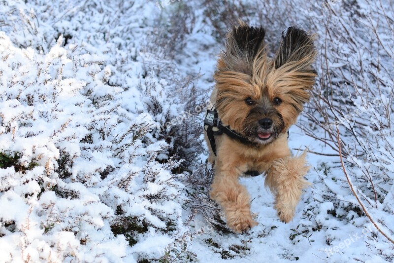 Dog Winter Snow Play Romp