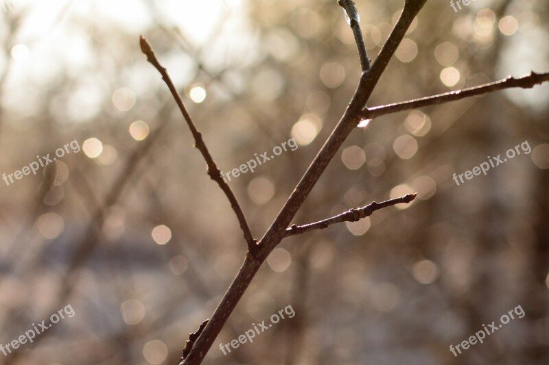 Branch Water Drip Light Rays