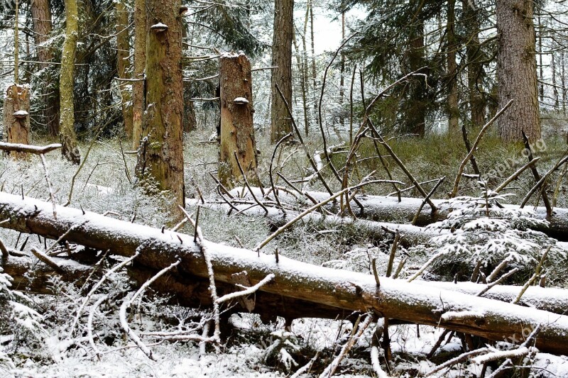 Environment Nature Storm Damage Forest Tree