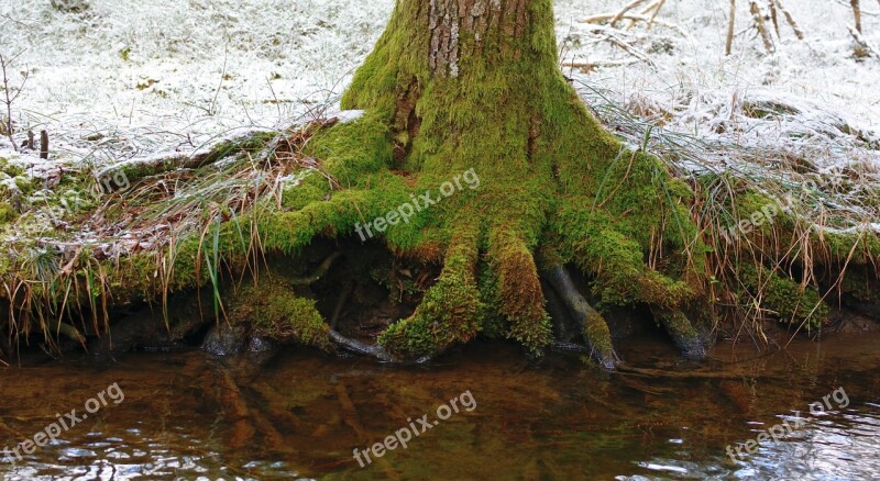 Tree Root Water Nature Forest