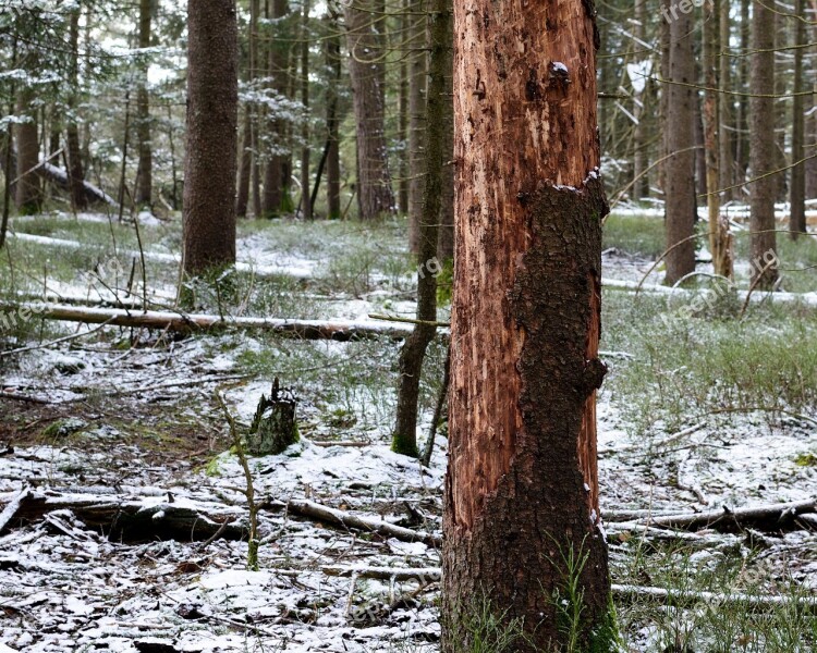 Forest Damage Tree Bark Damaged Environment Nature