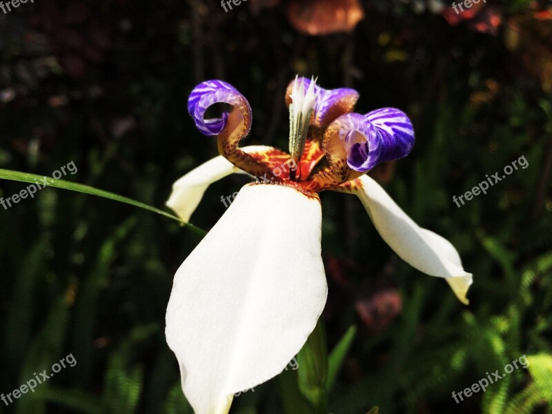 Spring Flowers Iris Free Photos