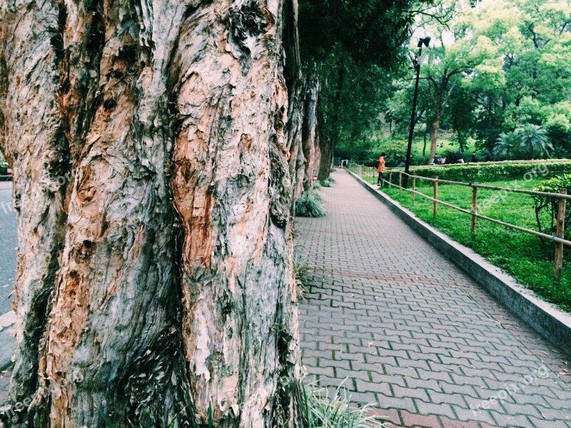 Big Trees Park Views Free Photos