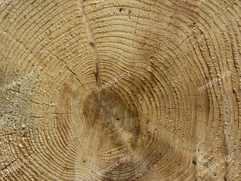 Log Wood Annual Rings Tree Bark