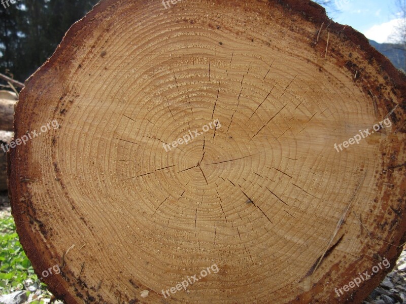 Log Wood Annual Rings Tree Bark