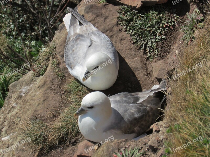 Fulmars Seabird Nesting Cliff Nest