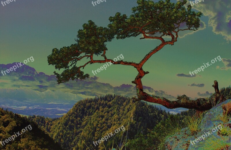 Tree Tree Mountain Pine Distorted Stock Mountains