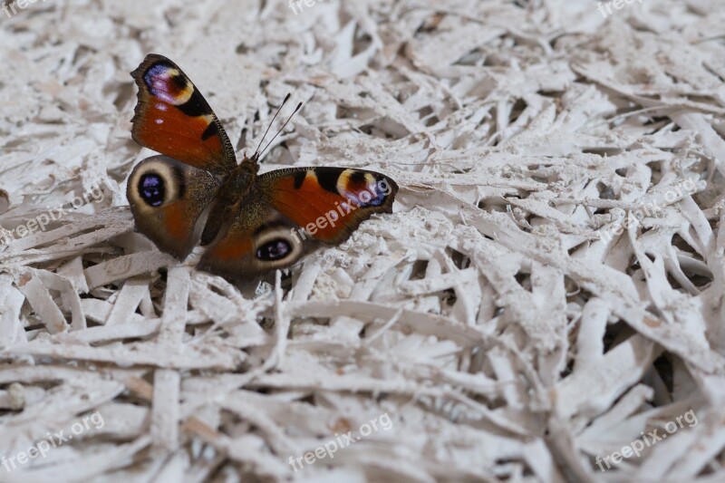 Butterfly Insect Animal Peacock Butterfly European Peacock