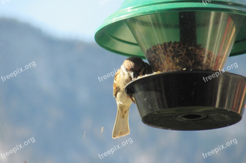 Sparrow Bird Feeders Sperling Passer Domesticus Bird