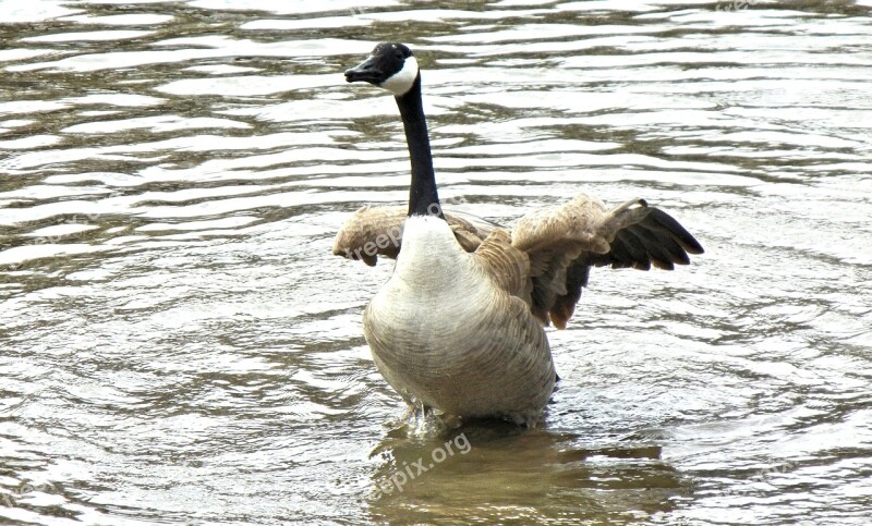 Geese Canada Spring Time Wild Bird Free Photos