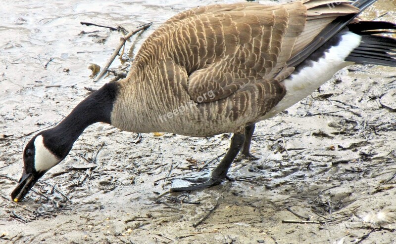 Geese Canada Spring Time Corn Free Photos