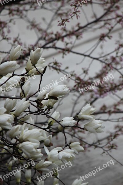 Magnolia Non Spring Free Photos