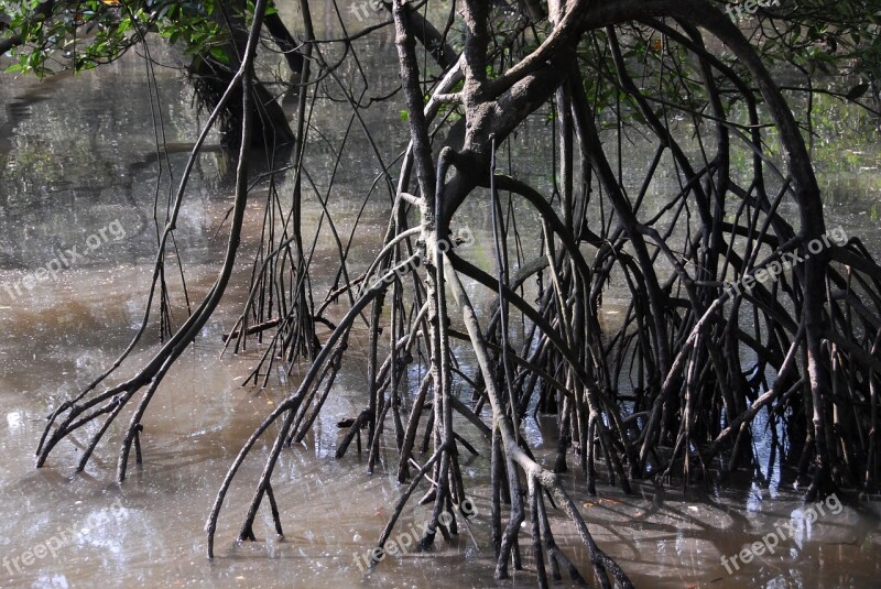 Mangrove Swamp Singapore Sungei Buloh Walk