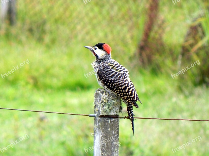 Woodpecker Piratini Rio Grande Do Sul Free Photos