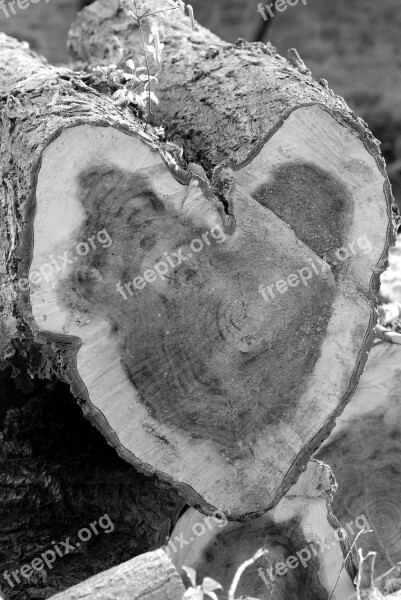 Tree Cut Heart Strain Black And White Free Photos