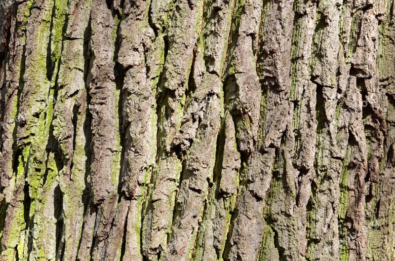 Oak Old Tree The Bark Of The Tree Bark Strain