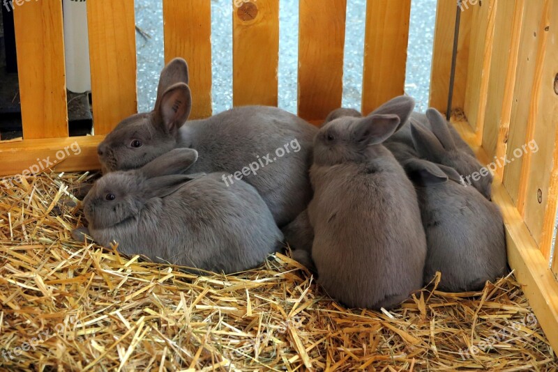 Rabbit Easter Bunny Animal Long Eared Nest