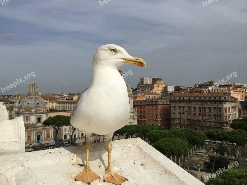 Seagull Rome View City Travel