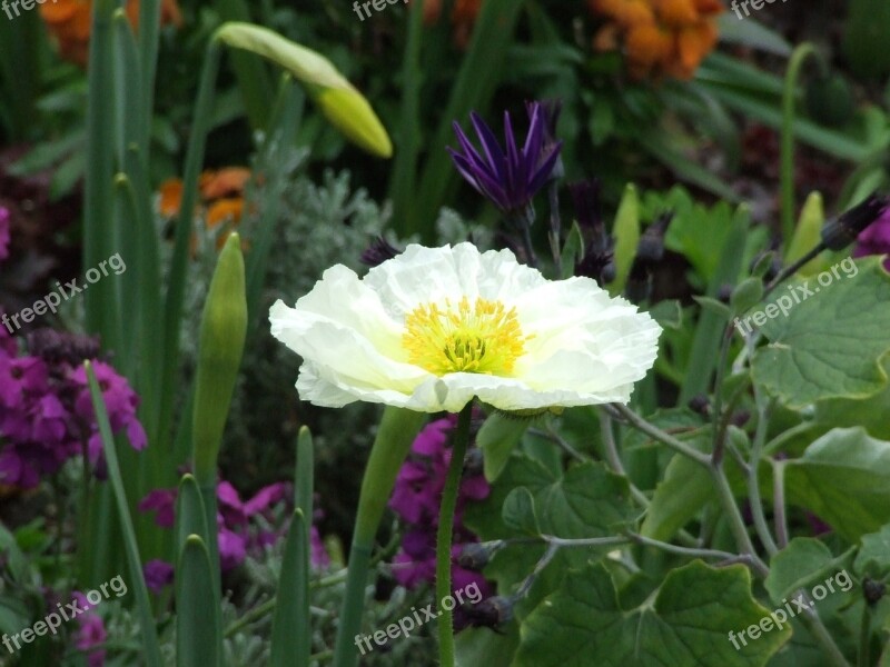 Iceland Poppy White Flower Spring Flower Flower Meadow Free Photos