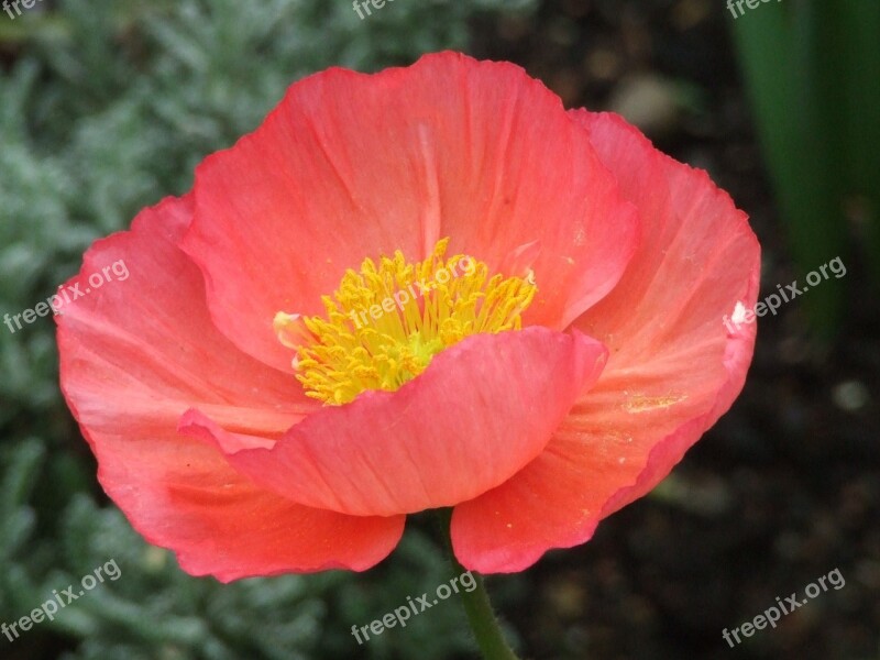 Iceland Poppy Mohngewaechs Colorful Blossom Bloom