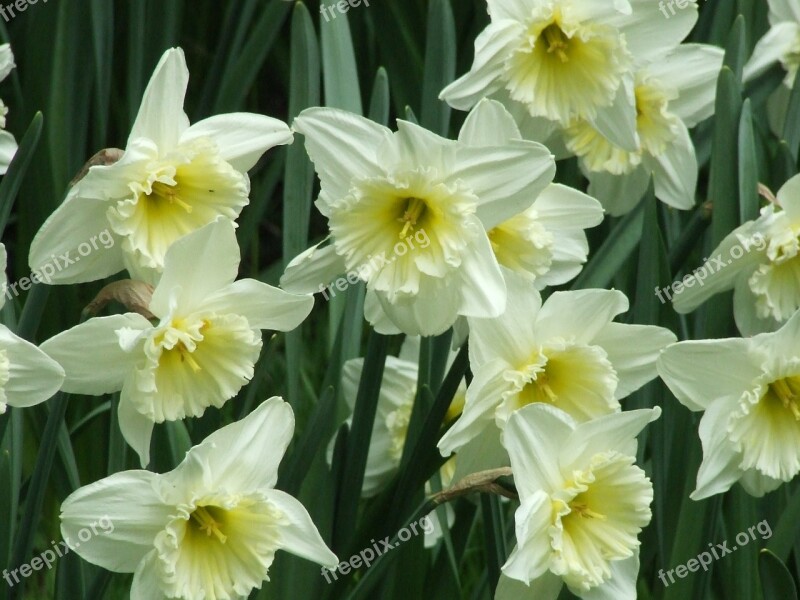 Narcissus Amaryllidaceae White Daffodil Spring Flower Free Photos