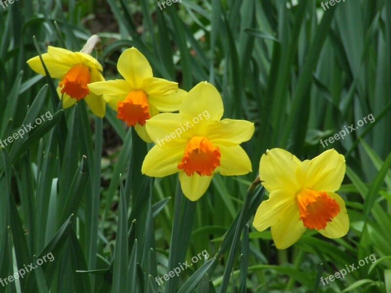 Daffodils Amaryllidaceae Narcissus Flower Spring Flower