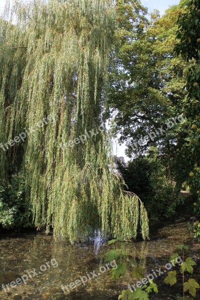 Tree Lake Summer Country Side Willow