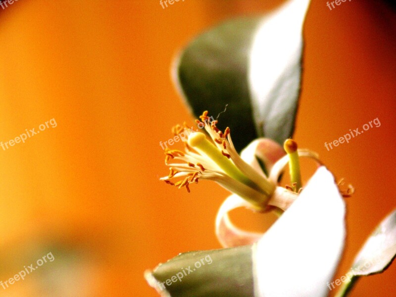 Lemon Tree Citrus Fruits Blossom Bloom