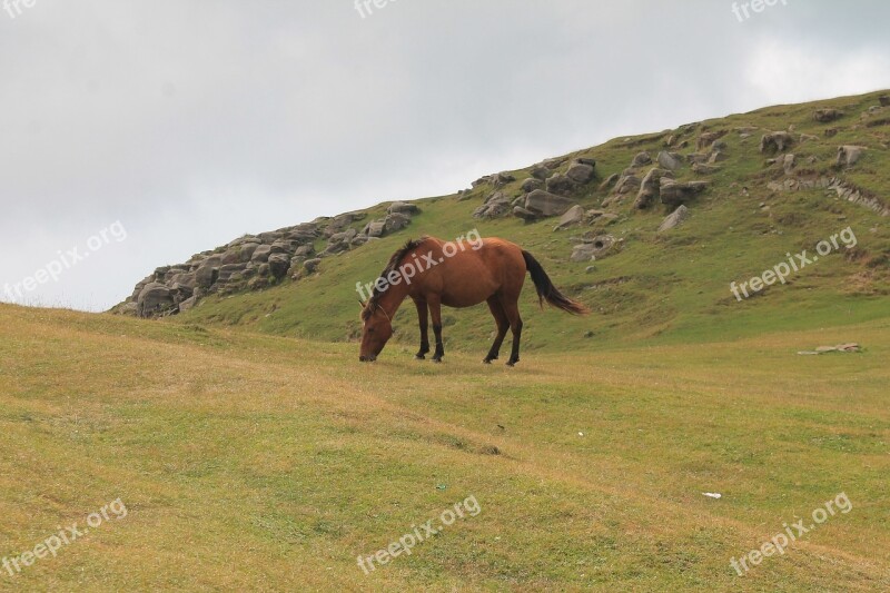 Horse Grazing Pasture Mare Meadow