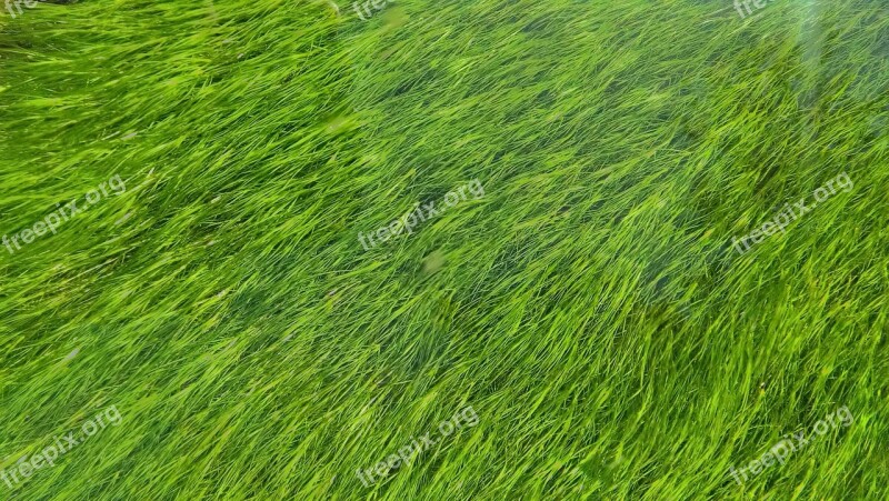 Grass Lawn Yard Green Grassland