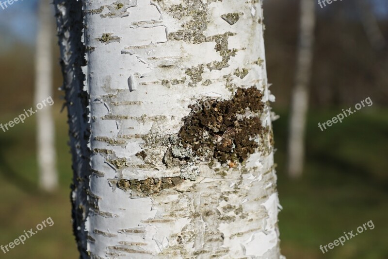 Birch Tree Bark Nature Free Photos