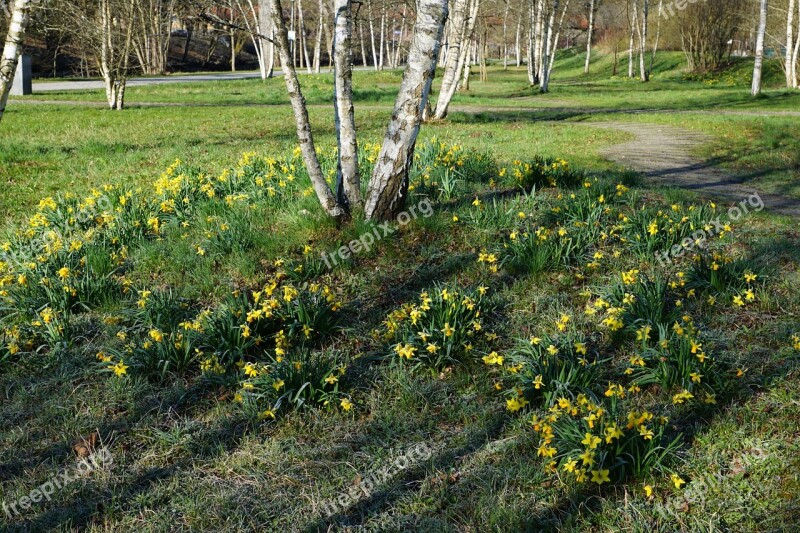 Birch Park Nature Green Spring