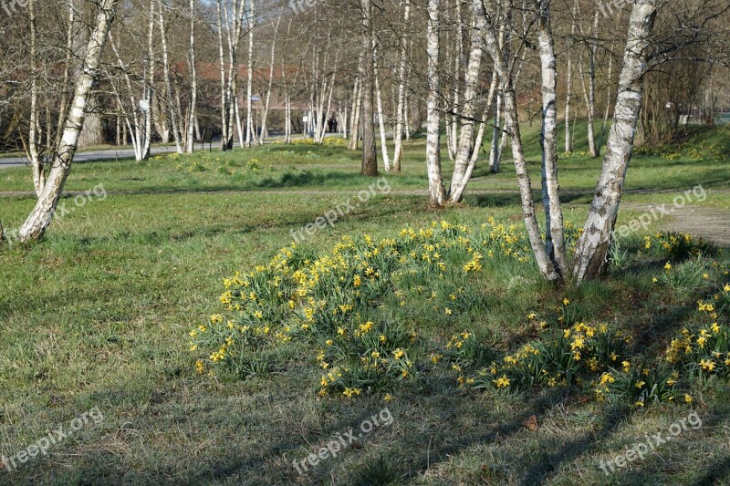 Birch Park Nature Green Tuttlingen